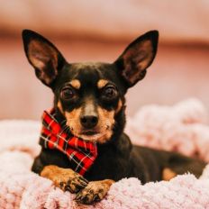 Pet Care & Supplies eCommerce